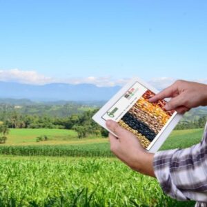 Agricultores podem adquirir sementes de milho da Epagri subsidiadas pelo Programa Terra Boa