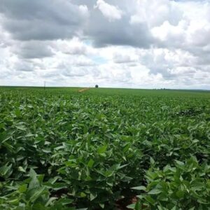 Importação de fertilizantes despenca em MS e dólar eleva custo da safra 2026