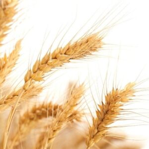 Safras sob risco e custos disparam no agro