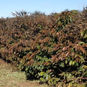 Safra de café avança com perspectiva positiva