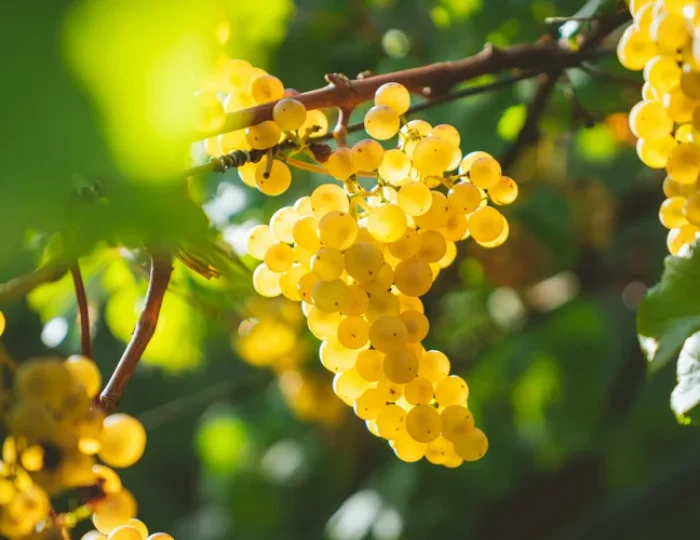 RAINHA DAS UVAS