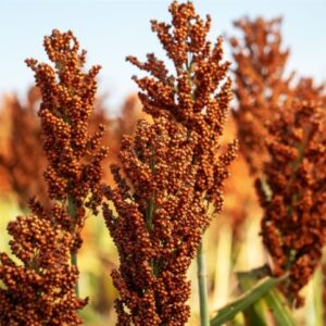 Por que o sorgo virou a nova aposta dos produtores