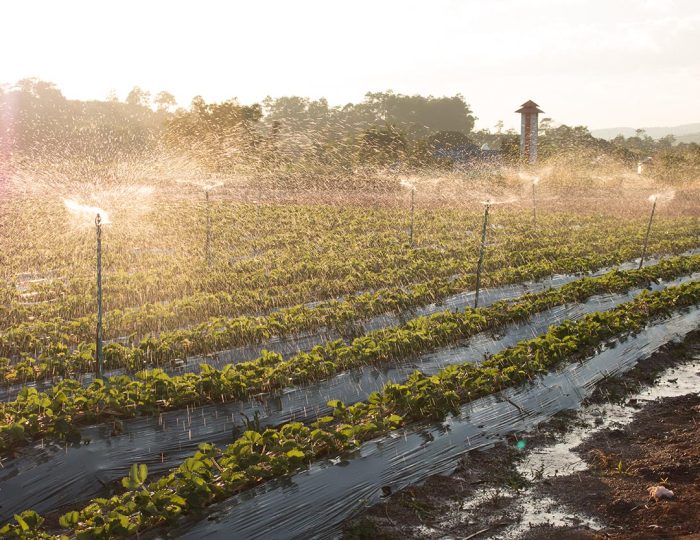 Water spray on an agricultural strawberry field.