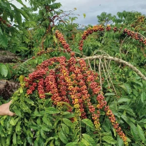 Conilon ganha cultivares adaptadas ao frio, ao leste mineiro e com menos cafeína
