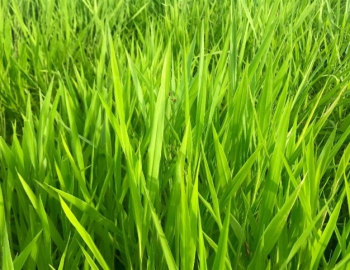 pasto