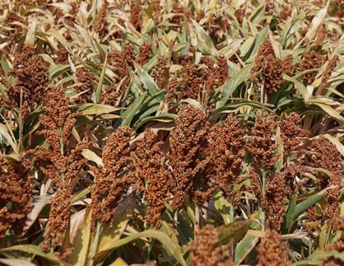sorgo