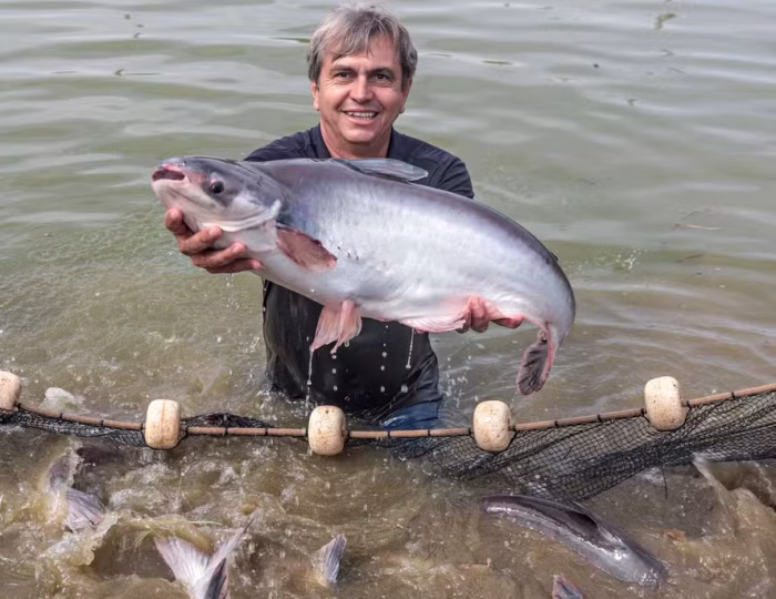 tilapia