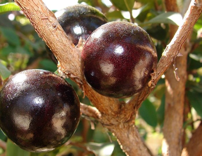 20260701_jabuticaba