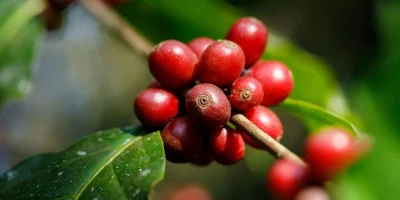 cafe-foto-envato-32-mSPcn