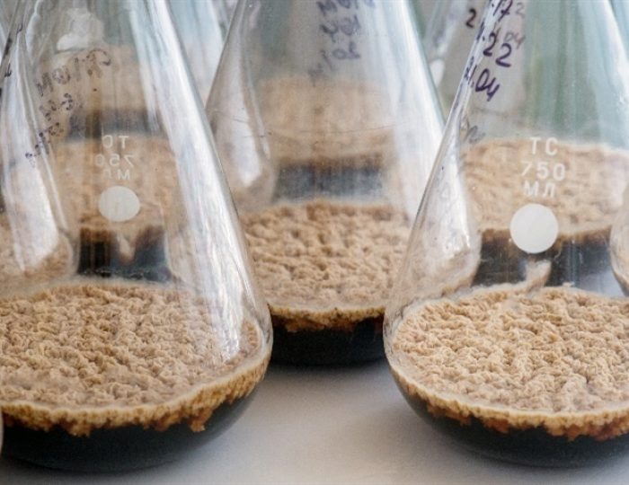capsula