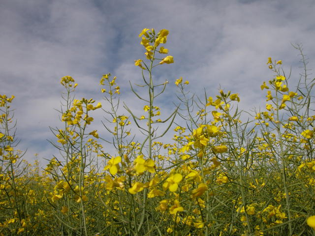 cerrado
