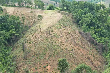 floresta