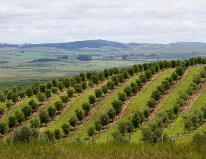 AGRICULTORES