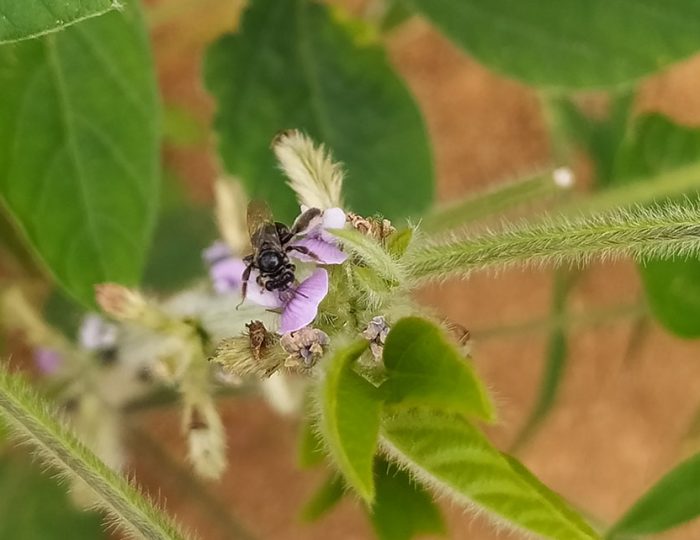 abelhas nativas