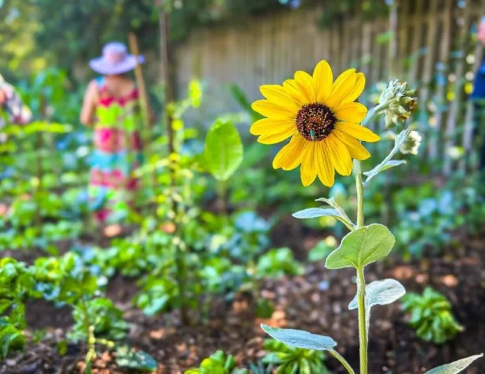 girasol