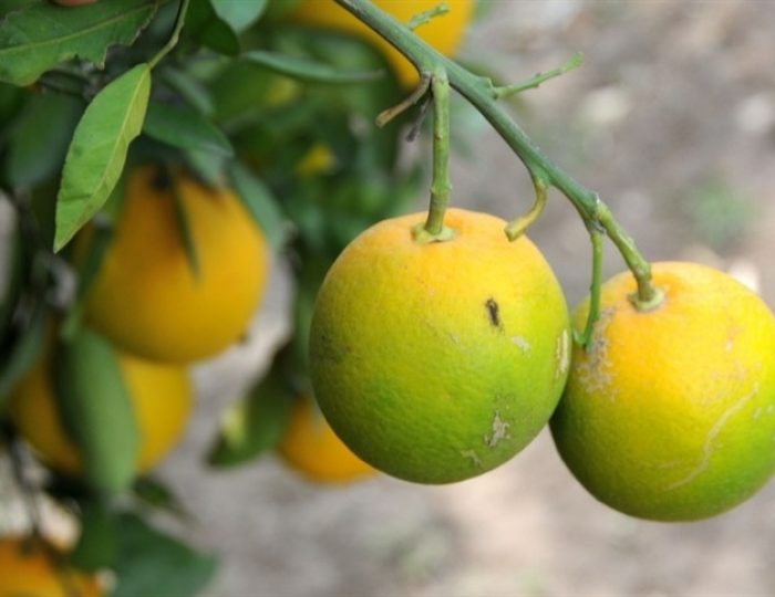 laranja3