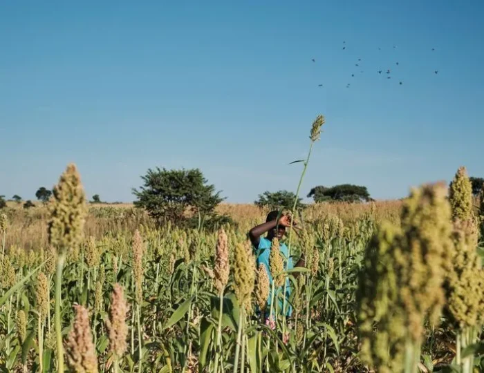 sorgo