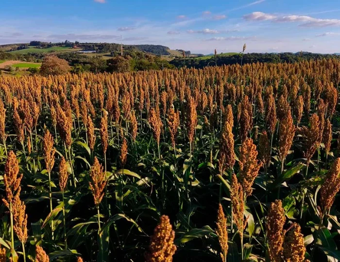 sorgo