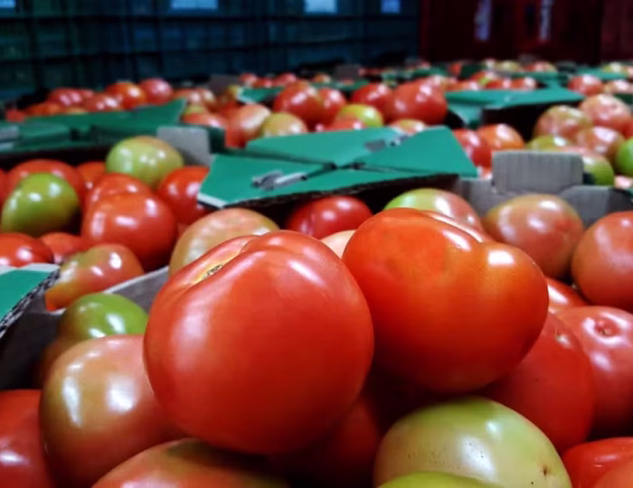 tomate