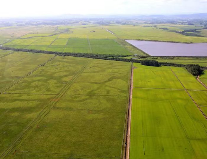 arroz-hectare