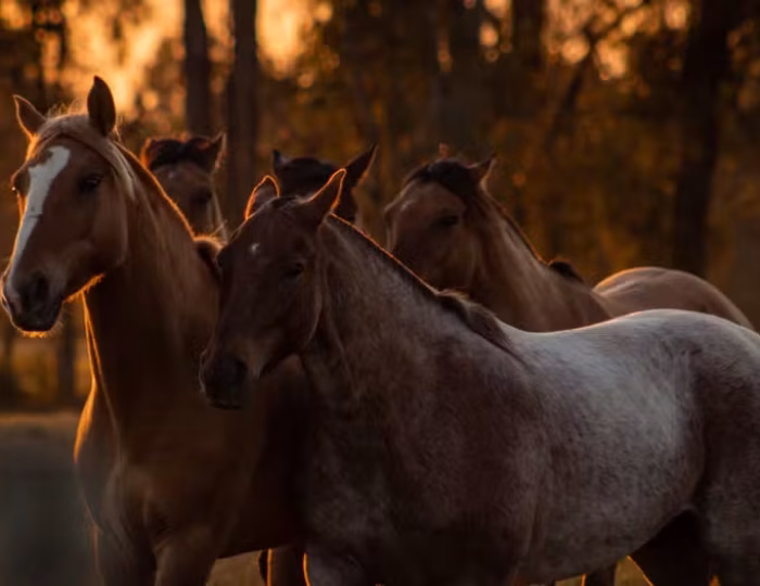 cavalo