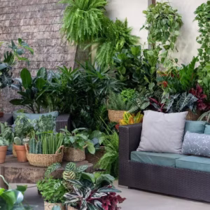 Além da decoração: conheça plantas que ‘limpam’ o ar