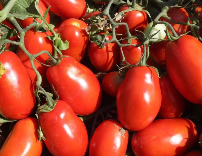 tomate2