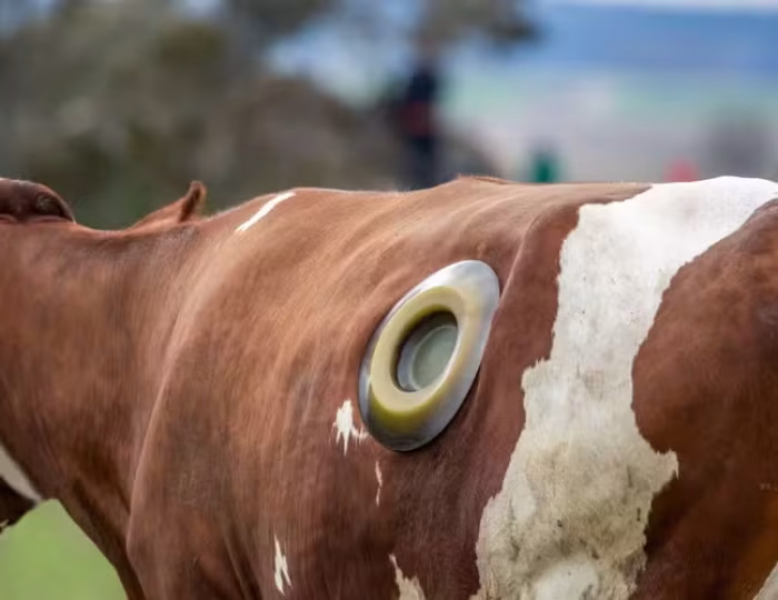 vacas-canulas