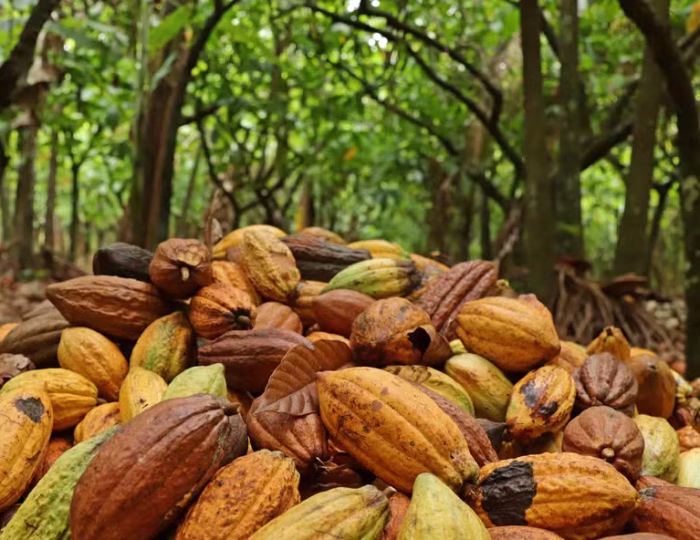 cacau5