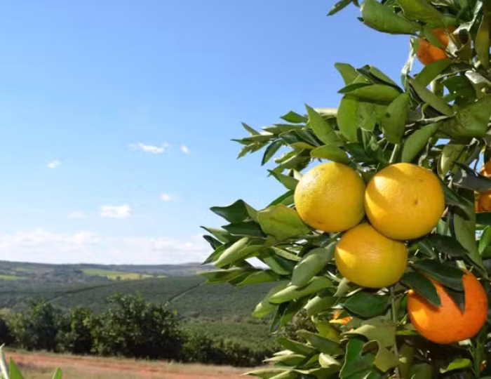 laranjas6