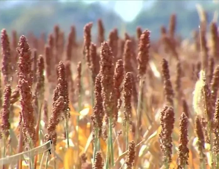 sorgo